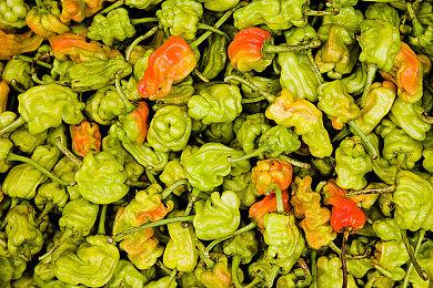 《Farming Simulator 25》送海量真大米？达成2万心愿单就送所有玩家农机DLC